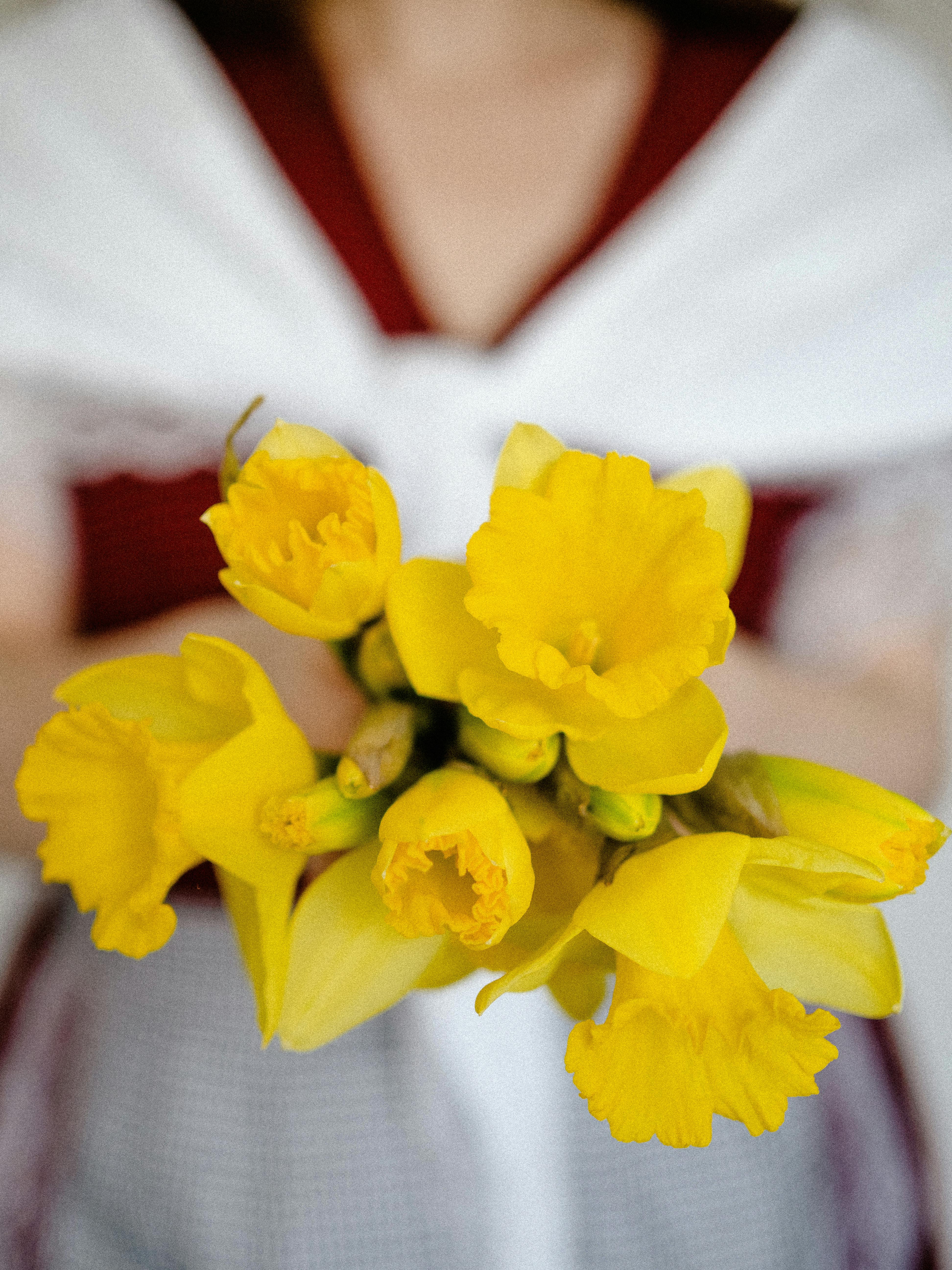 Close-up of a woman holding a bouquet of bright yellow daffodils, showcasing springtime beauty.