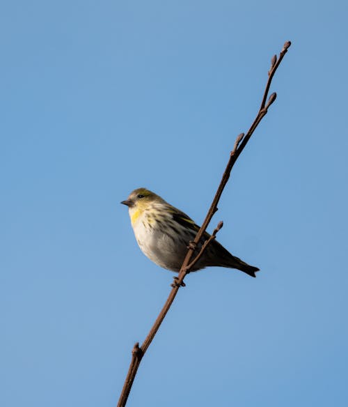 Free Close-Up of a Eurasian Siskin Bird Perched on the Branch
 Stock Photo