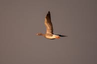 Greylag Goose flying during the winter time in the UK