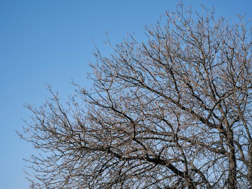 Blue Sky over a Leafless Tree