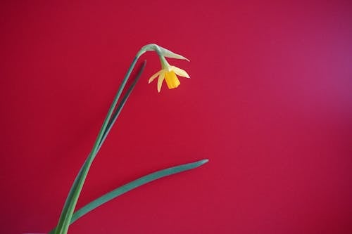Free Yellow Daffodil on Red Background Stock Photo