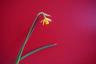 Krokus variatie 3