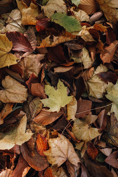Gratis arkivbilde med bakken, blader, brun Arkivbilde