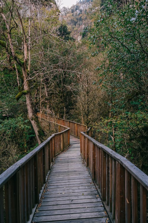 Brown Wooden Bridge in Forest