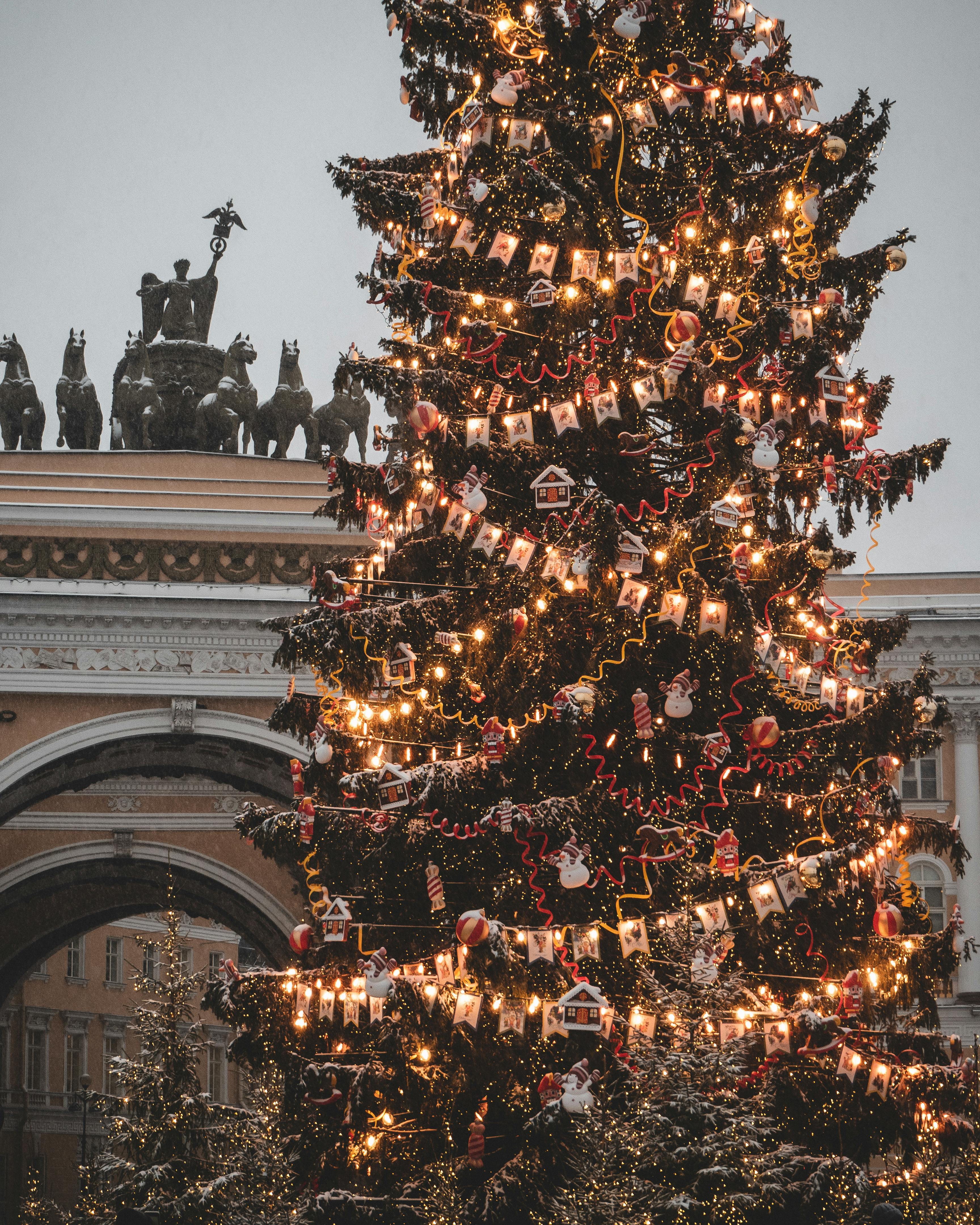 Christmas Trees Outside a Buildings · Free Stock Photo