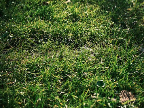 Fotos de stock gratuitas de campo de hierba, césped verde, de cerca