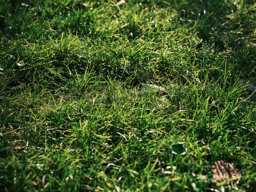 Optimal Timing for Early Spring Revival and Growth