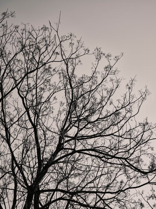 Fotos de stock gratuitas de árbol desnudo, blanco y negro, de cerca