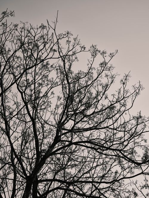 Free Captivating monochrome silhouette of tree branches reaching into the sky. Stock Photo