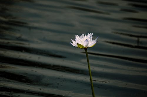 White Flower near the Water