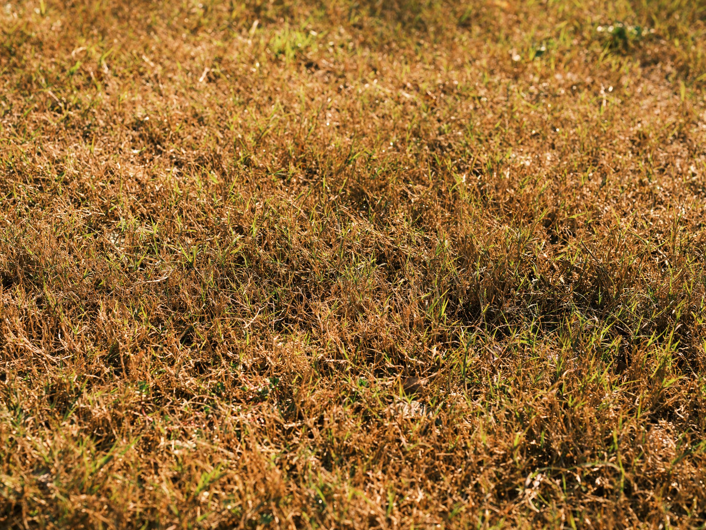 A residential lawn with brown and yellow patches in the grass