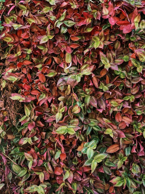 Close-Up Shot of Leaves