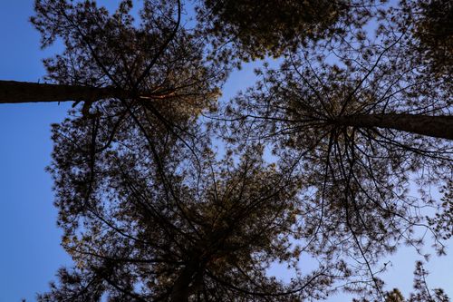 Free A low angle view of towering pine trees showing their branches silhouetted against a clear blue sky. Stock Photo