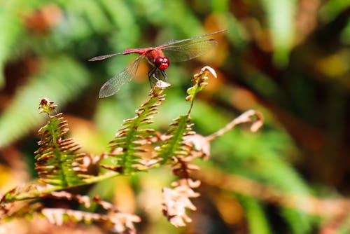 Free Dragonfly Perched on a Withering Fern Leaf Stock Photo