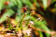 Red and Black Dragonfly Perched on Brown Plant Stem in Close Up Photography