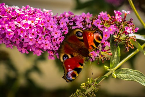 Close-up of a Butterfly on Pink Flowers