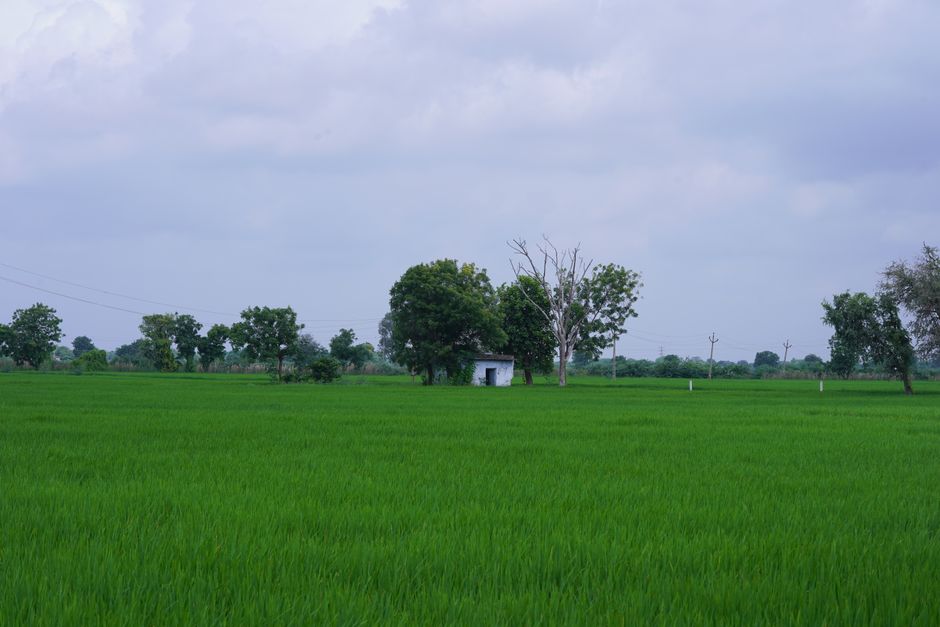 Lush green rice fields in rural India