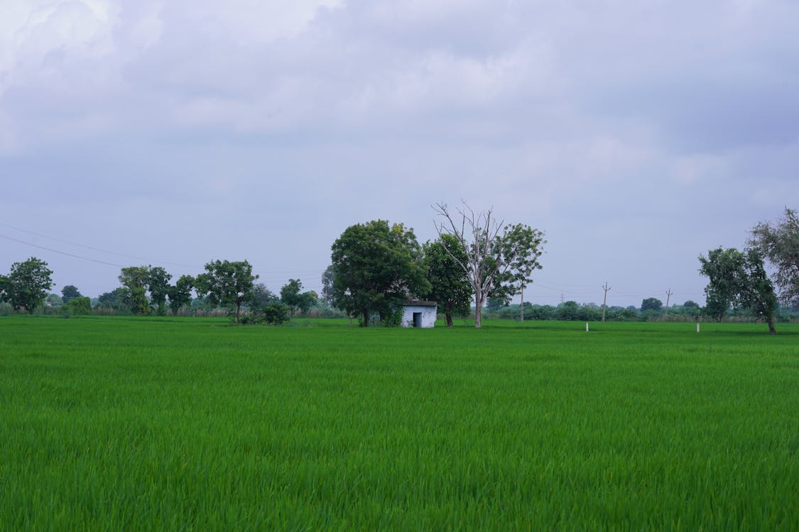 House Between Trees in a Rice Field