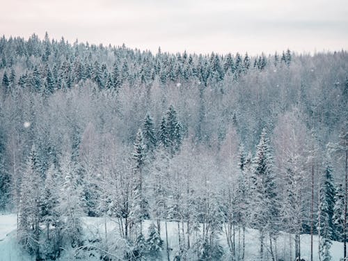 grátis Foto profissional grátis de árvores, floresta, inverno Foto profissional