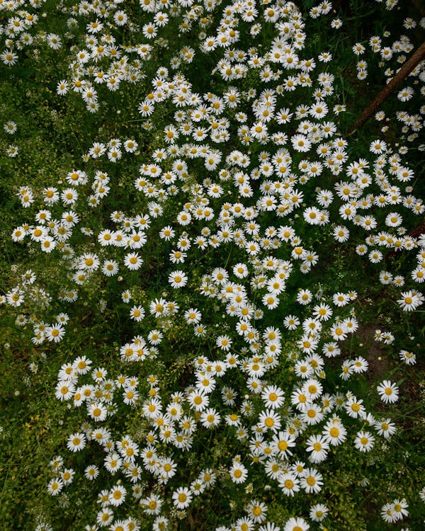 High-Angle Shot of Common Daisy Flower Field · Free Stock Photo
