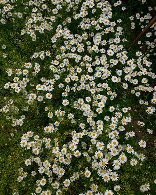 High-Angle Shot of Common Daisy Flower Field