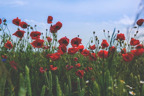 Red and Black Flower on Green Grass Under Blue Clear Sky during Daytime