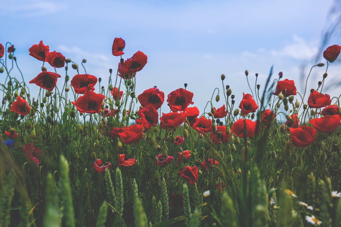 Free Red and Black Flower on Green Grass Under Blue Clear Sky during Daytime Stock Photo