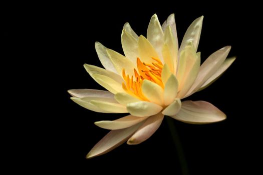 Close-up of a White Pygmy 