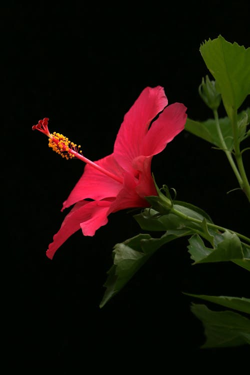 Red Flower against Black Background 