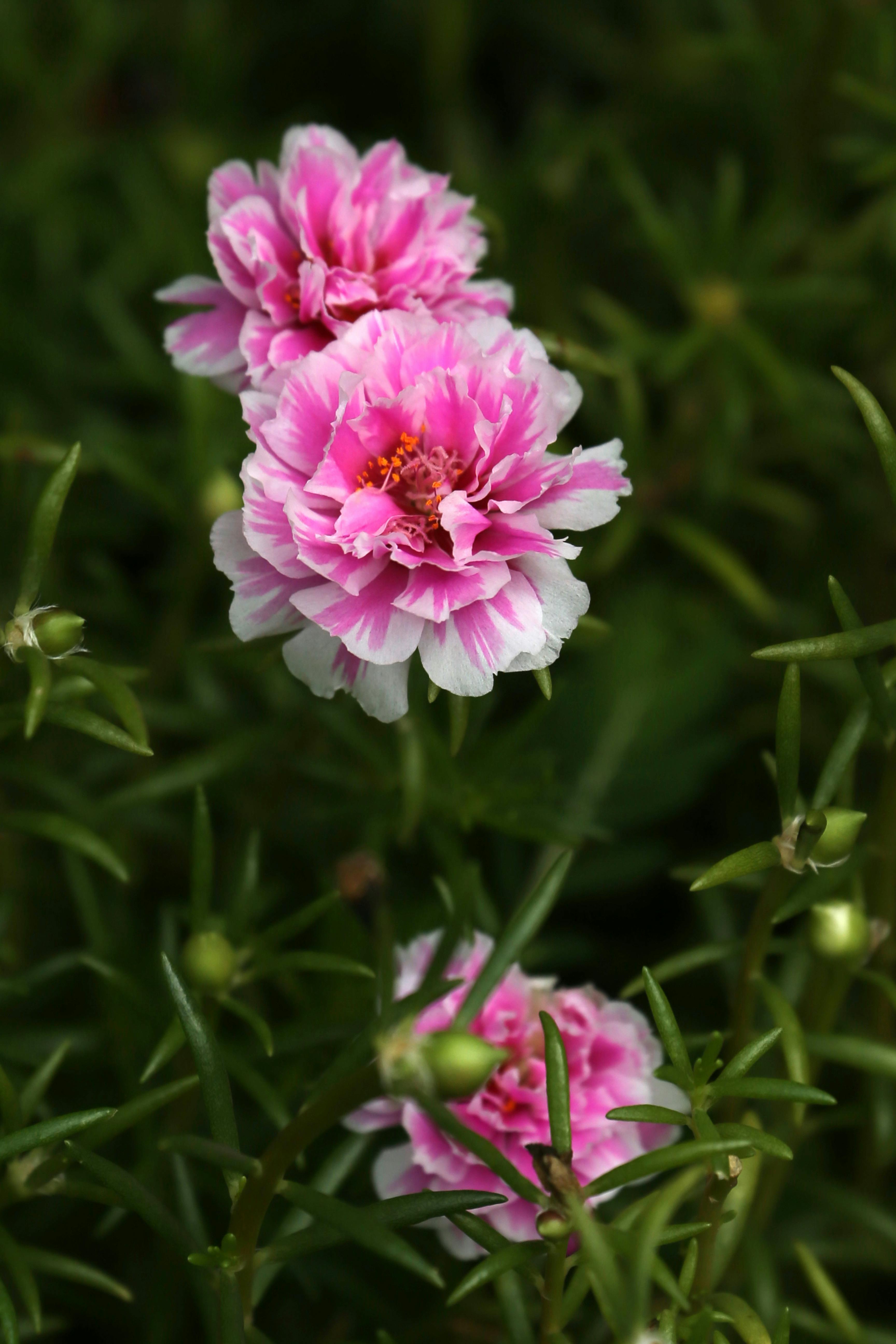 Close up of Pink Moss Rose Flower · Free Stock Photo