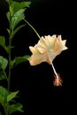 Yellow Hibiscus Flower in Close-up Photography