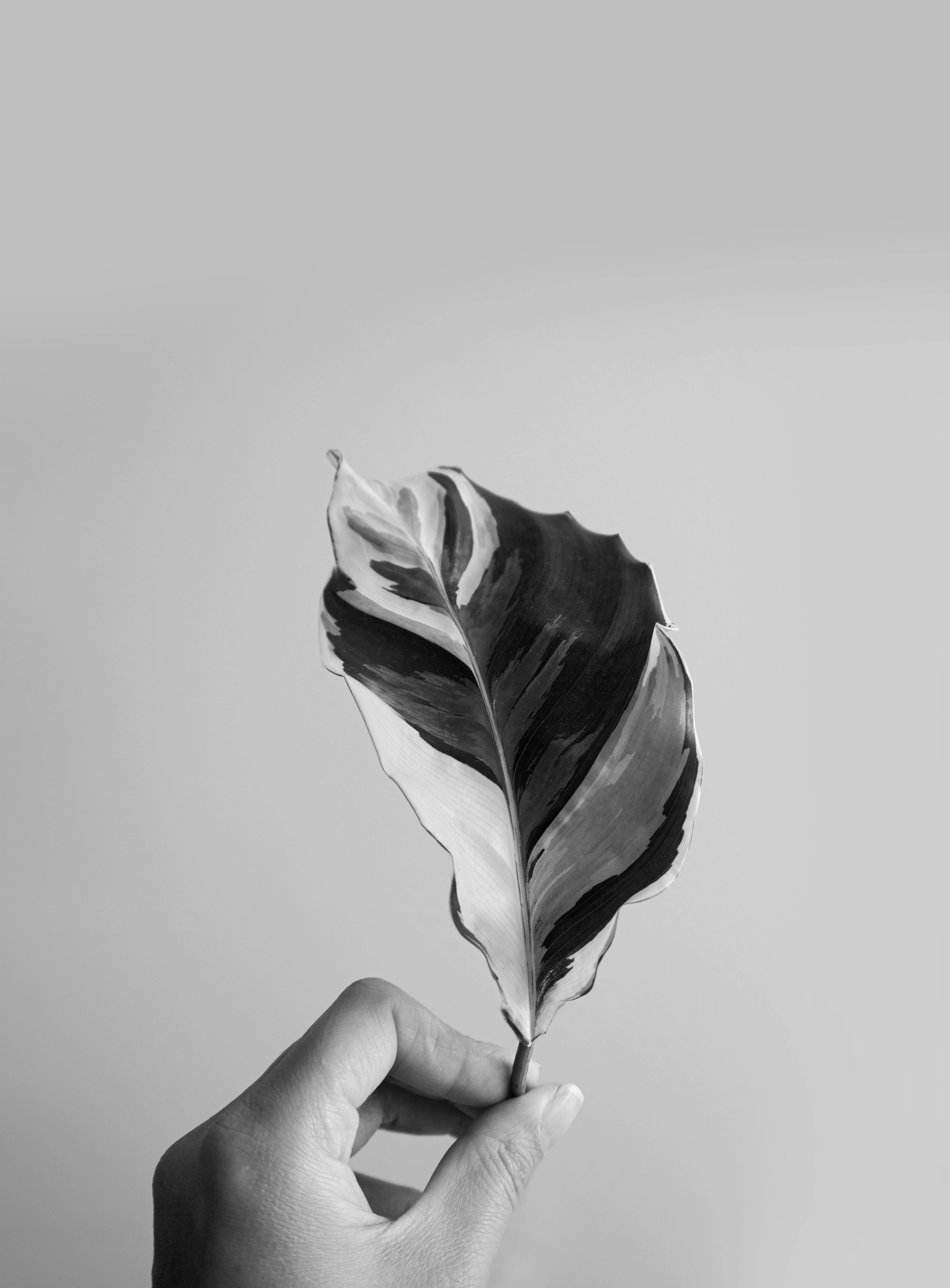 A grayscale artistic photo of a leaf held in a hand, highlighting natural patterns.