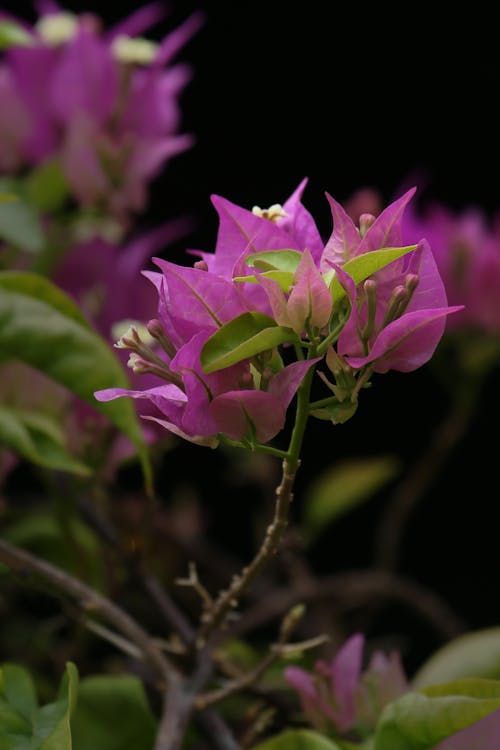Gratis lagerfoto af blomstrende, bougainvilleas, kronblade