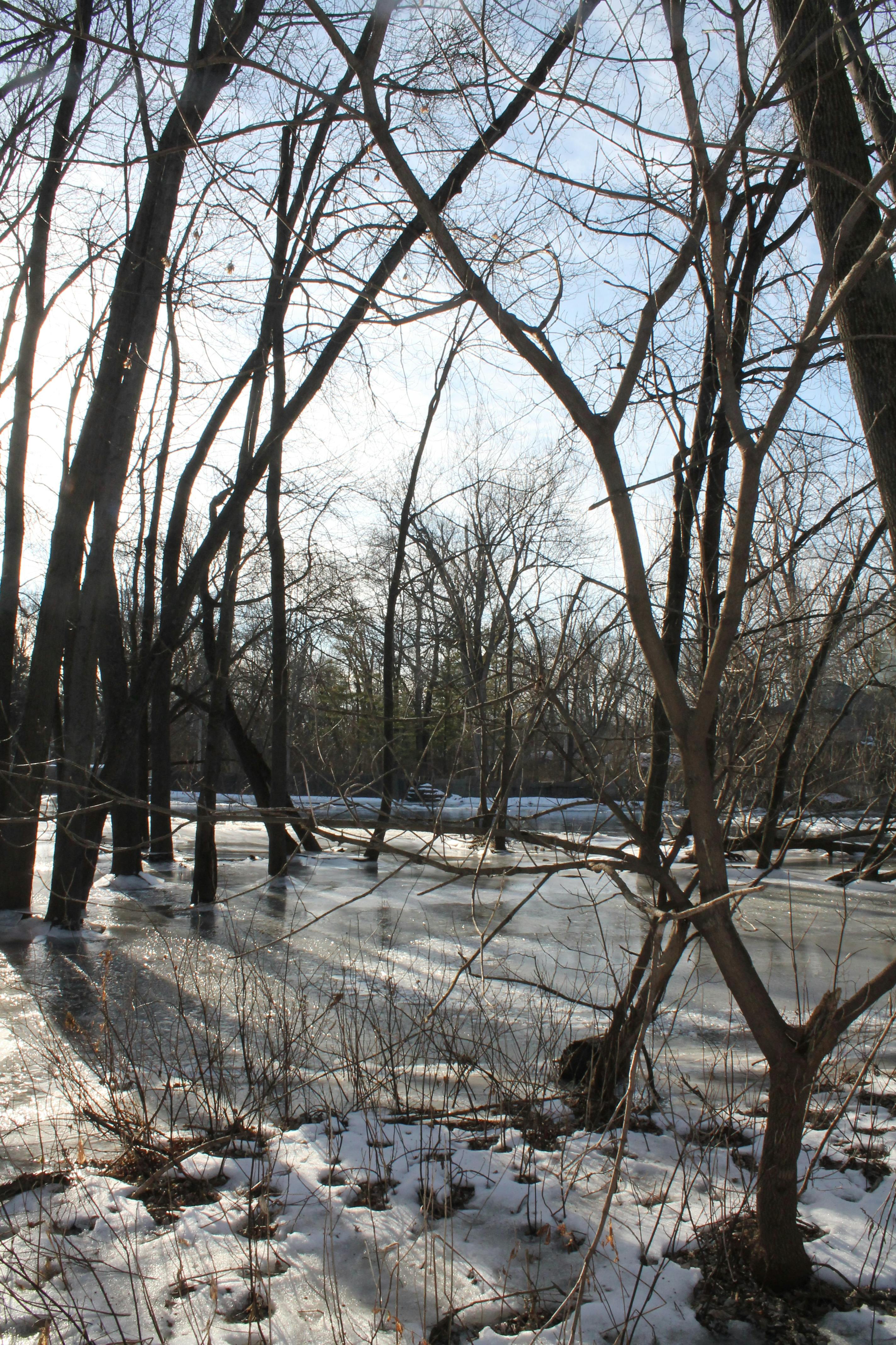 Free stock photo of swamp, trees in swamp, winter