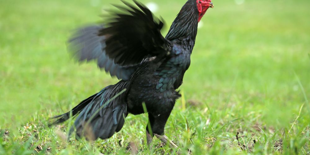 Thomo Cockfighting ff666, au88 Meaning, Risks, and What to Know