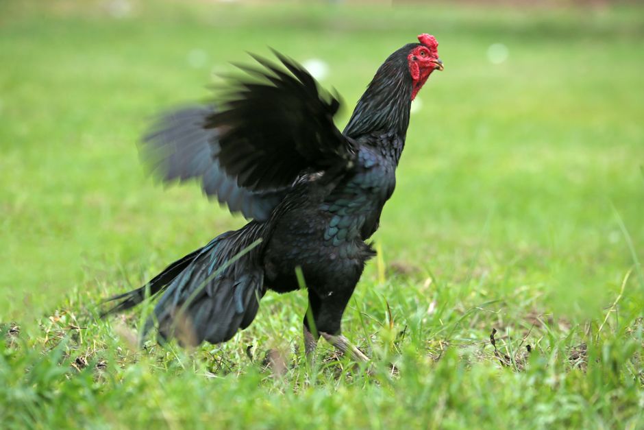 Close-up of a black rooster spreading its wings on a grassy field, showcasing its vibrant plumage. Close-up of a black rooster spreading its wings on a grassy field, showcasing its vibrant plumage.