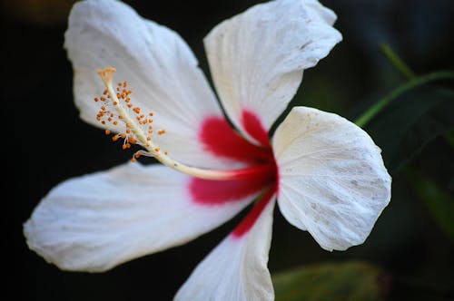 Základová fotografie zdarma na téma bílá květina, bílé okvětní lístky, detail
