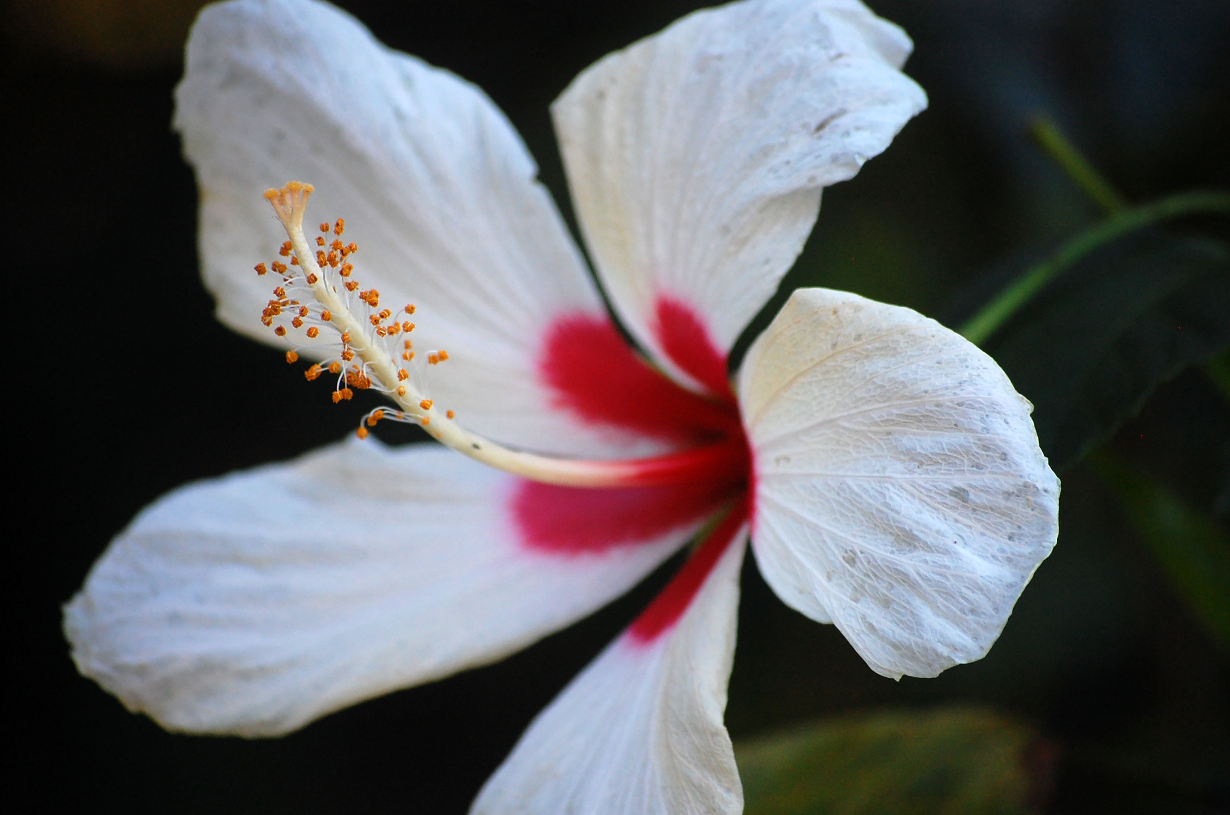 Close Up Shot of a White Flower · Free Stock Photo