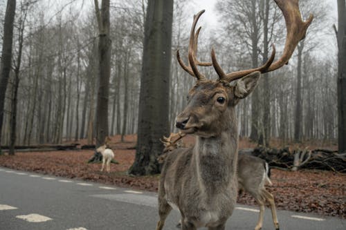 鹿の無料の写真素材