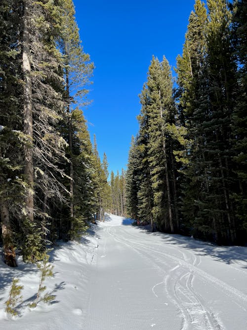 Snowy Road in the Forest Under Blue Sky