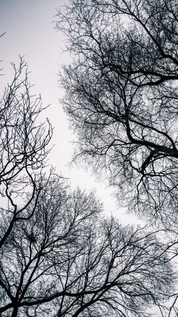 Fotomural Vista impresionante de ramas desnudas en silueta contra un cielo gris invernal.