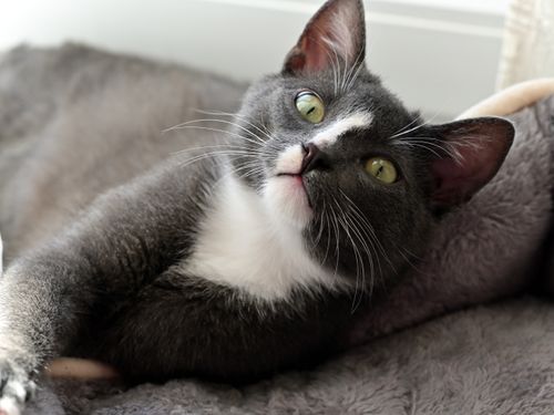 Free Close-up of a cute grey and white cat with green eyes lounging on a cozy blanket indoors. Stock Photo