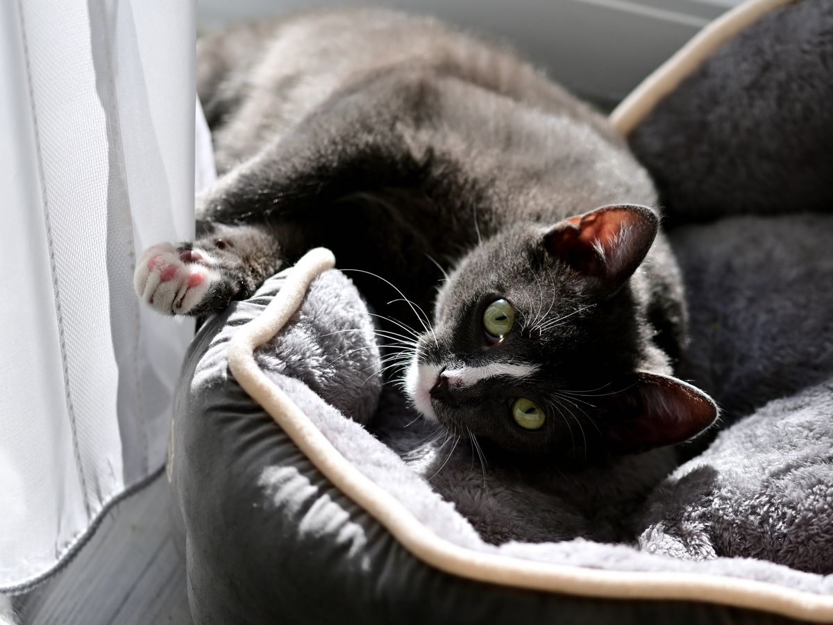Cat relaxing on a bed