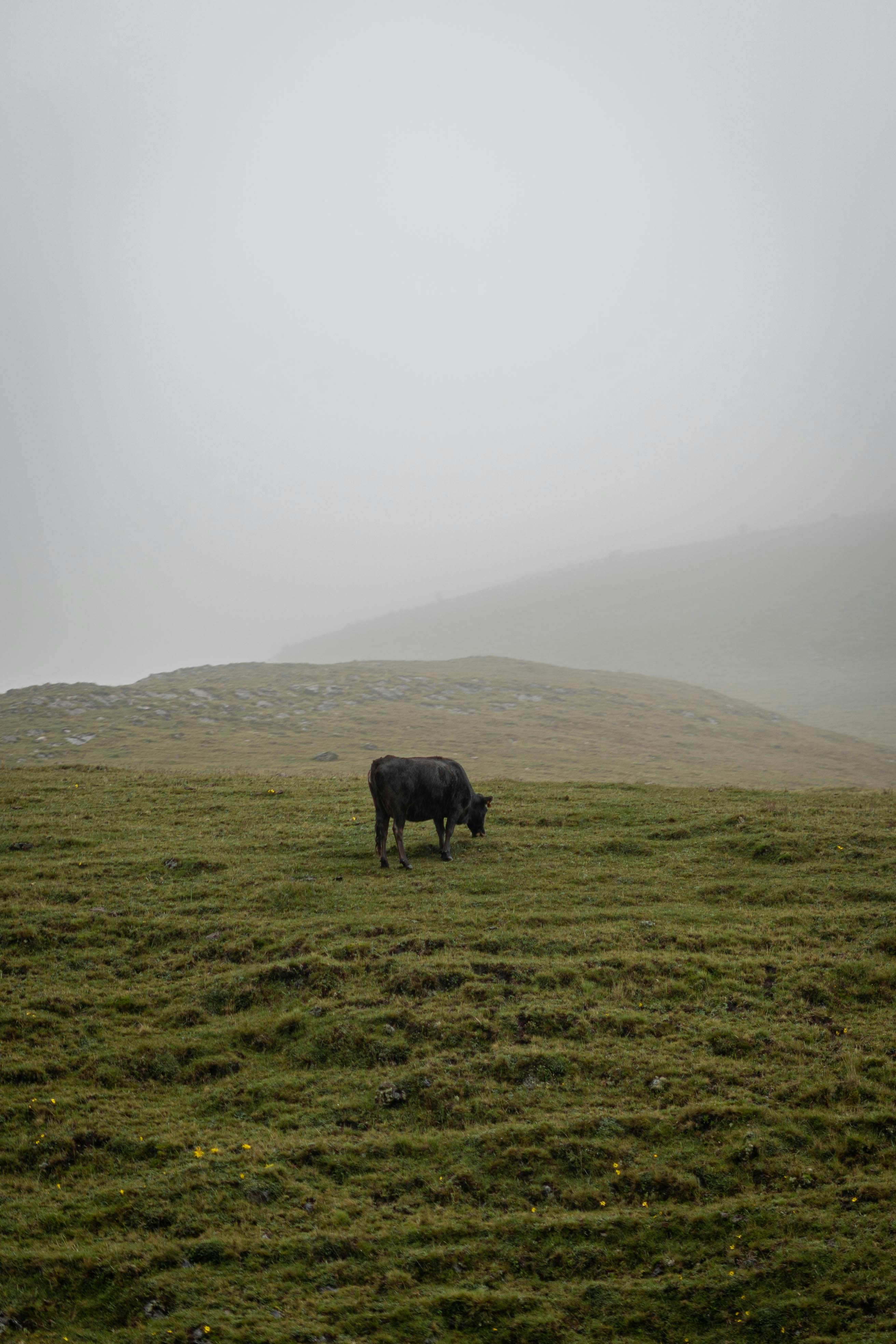 A lone cow grazes in a misty Peruvian landscape, capturing peaceful rural life.