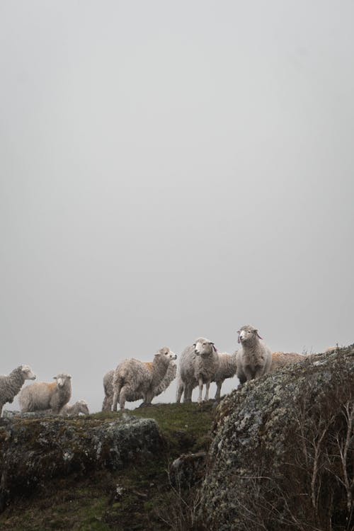 Herd of Sheep in the Mountain