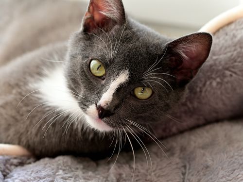 Free Charming portrait of a gray and white cat lounging comfortably, showcasing its serene and cute expression. Stock Photo