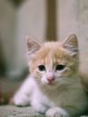 Orange Tabby Kitten on Brown Wooden Table
