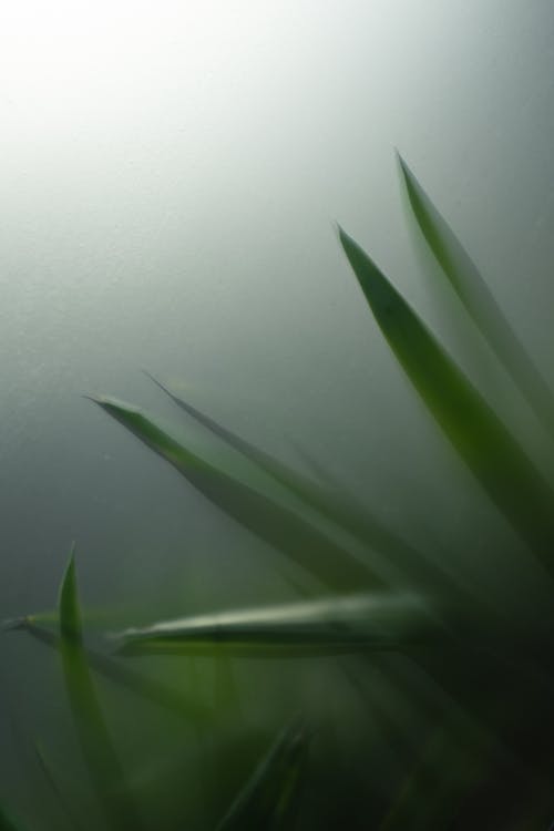 Plants Leaves in Fog