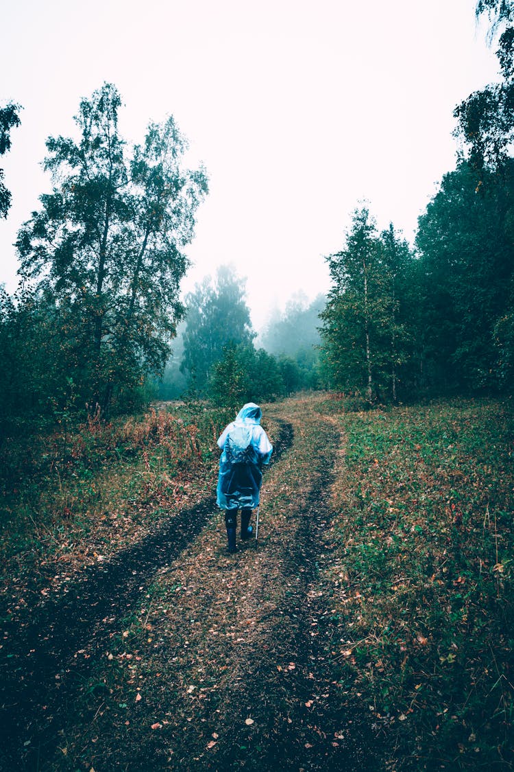 Man Hiking In Forest On Foggy Day