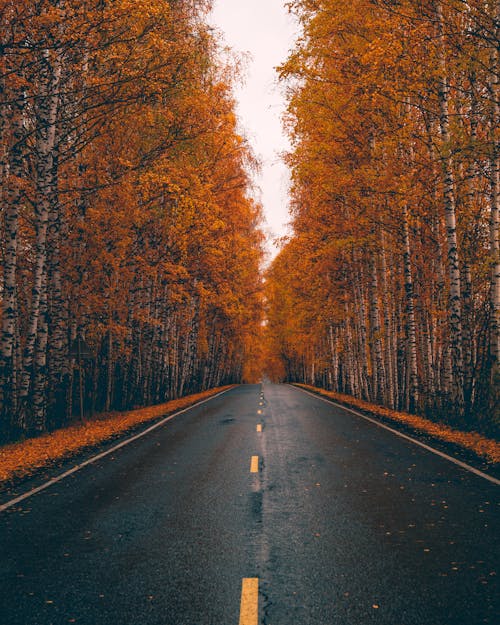 Concrete Road between Trees